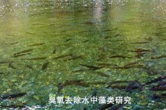 臭氧去除水中藻类研究