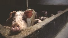 养殖用臭氧发生器对动物有害吗