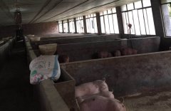 臭氧发生器在养猪场（养殖用）的应用方案